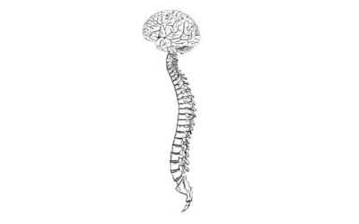 The Spine and Nervous System: A Functional Relationship Beyond Back Pain