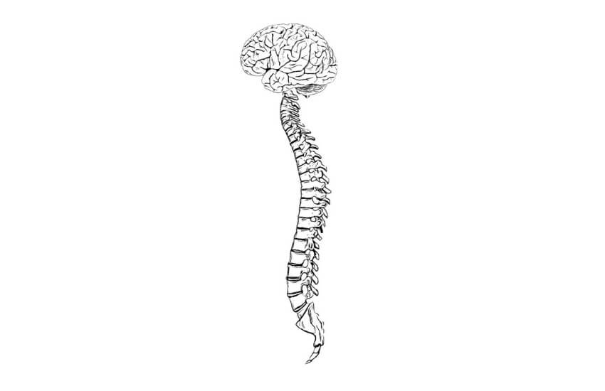 The Spine and Nervous System: A Functional Relationship Beyond Back Pain